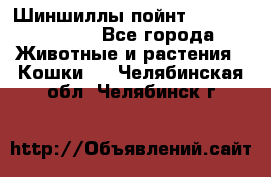 Шиншиллы пойнт ns1133,ny1133. - Все города Животные и растения » Кошки   . Челябинская обл.,Челябинск г.